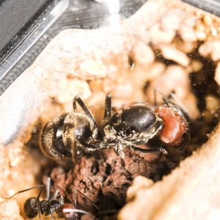 Camponotus singularis