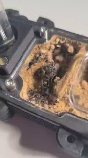 Camponotus singularis