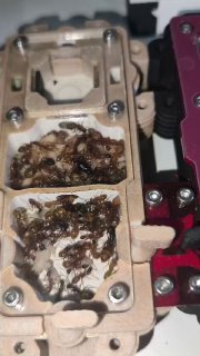 Camponotus sp
