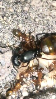 Camponotus sp