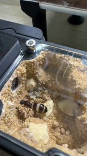 Camponotus sylvaticus