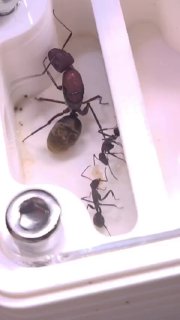 Camponotus vestitus