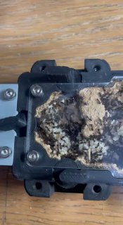 Crematogaster auberti