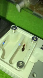 Crematogaster scutellaris