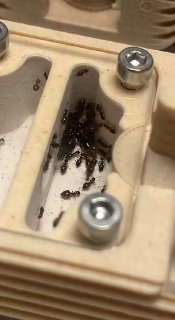 Crematogaster sordidula