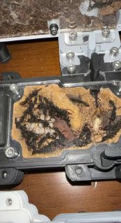 Harpegnathos venator