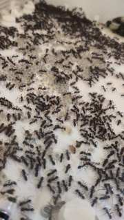 Iridomyrmex purpureus