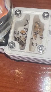 Messor barbarus