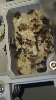 Messor barbarus
