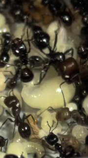Messor barbarus