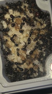 Messor barbarus