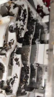 Messor barbarus