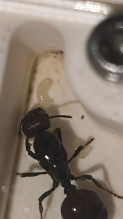 Messor barbarus