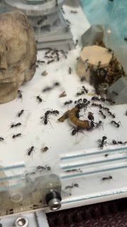 Messor barbarus