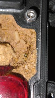 Myrmecocystus mexicanus