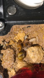 Myrmecocystus mexicanus