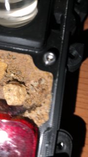 Myrmecocystus mexicanus