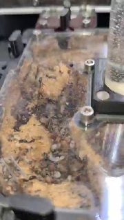 Odontomachus erythrocephalus