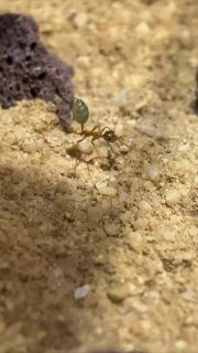 Oecophylla smaragdina