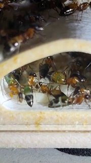 Opisthopsis rufithorax