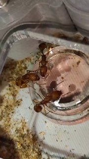 Paratopula ceylonica