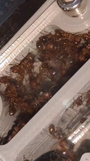 Paratopula ceylonica