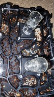 Pogonomyrmex barbatus