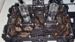 Pogonomyrmex barbatus