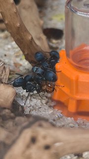 Polyrhachis cyaniventris
