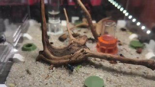 Polyrhachis cyaniventris