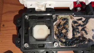 Polyrhachis cyaniventris