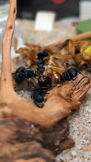 Polyrhachis cyaniventris