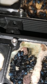 Polyrhachis cyaniventris