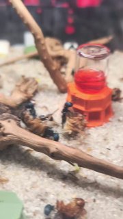 Polyrhachis cyaniventris