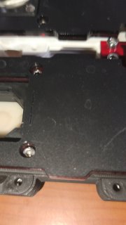 Polyrhachis cyaniventris