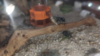 Polyrhachis cyaniventris