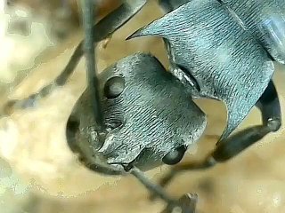 Polyrhachis cyaniventris