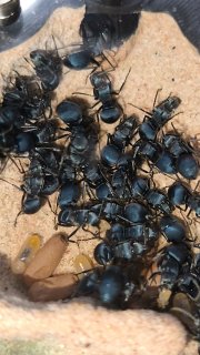 Polyrhachis cyaniventris