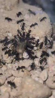 Rhytidoponera metallica