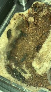 Rhytidoponera metallica